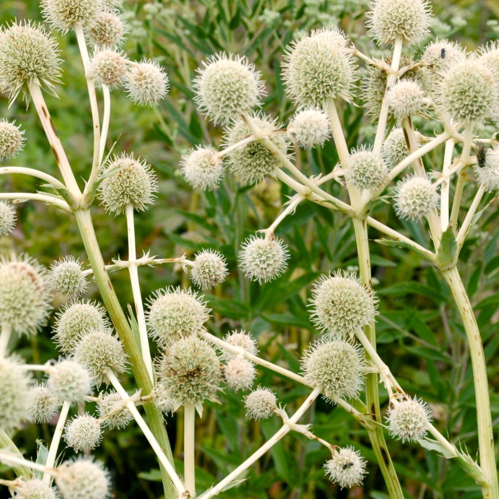 Eryngium yuccifolium, Panicaut