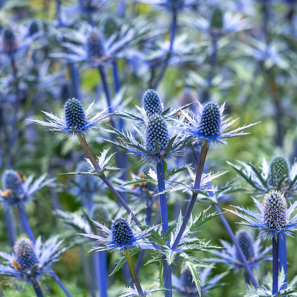 Eryngium zabelii Big Blue