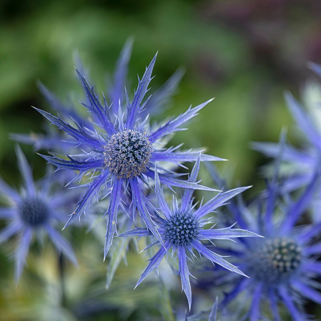 Eryngium zabelii Big Blue