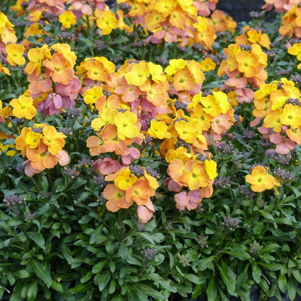 Giroflée vivace - Erysimum Poem Mandarine