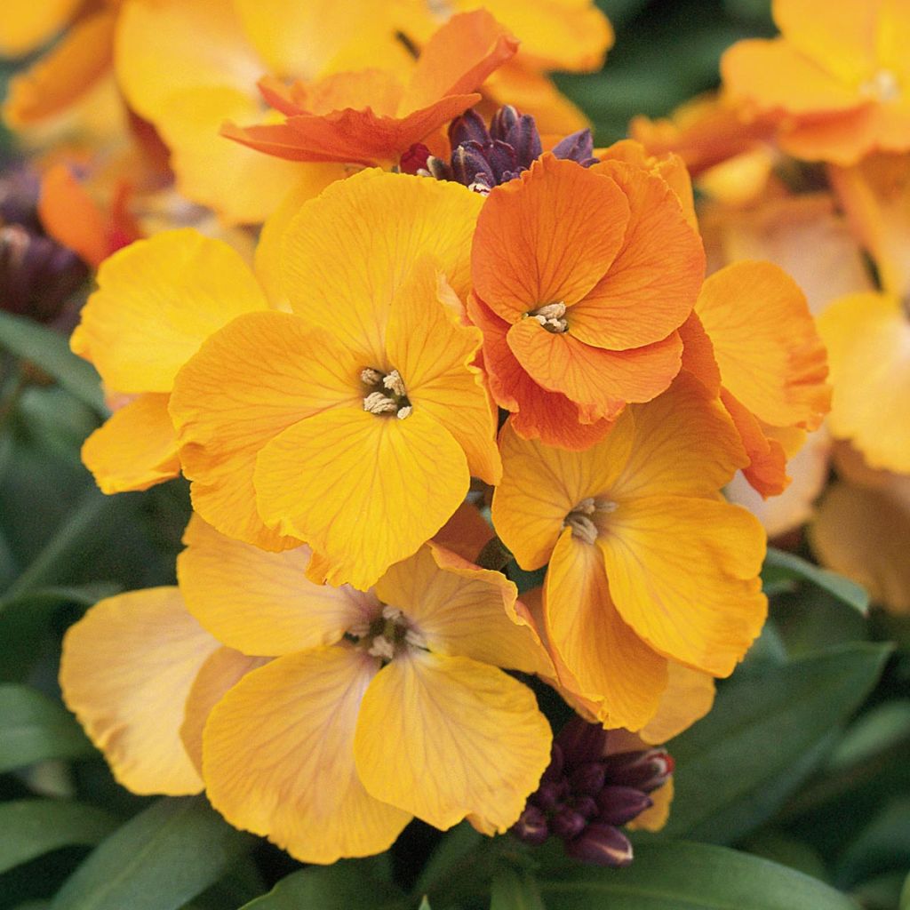 Erysimum Rysi Copper Plug Plant  - Perennial Wallflower