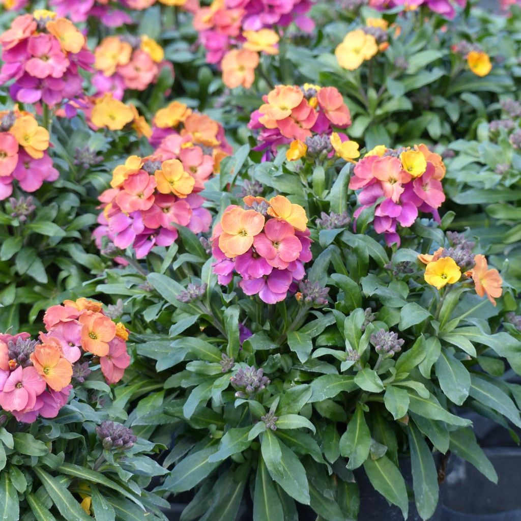 Giroflée vivace - Erysimum Winter Party