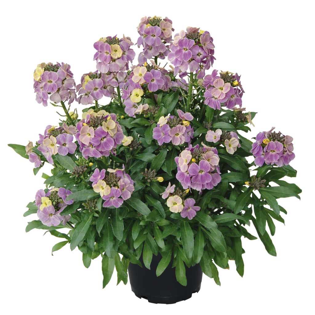 Giroflée vivace - Erysimum Winter Romance Mini-mottes