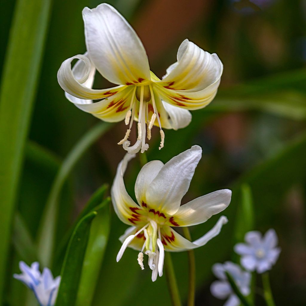 Erythronium White Beauty