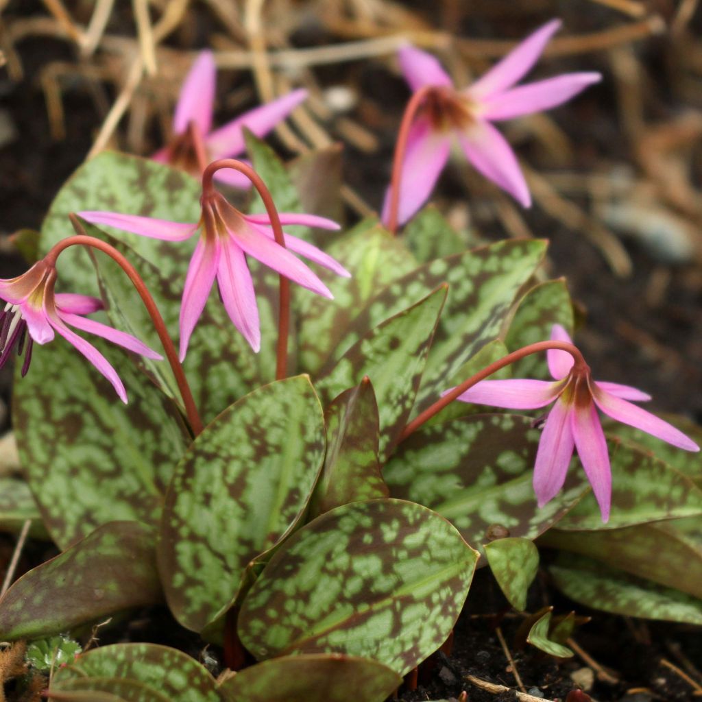 Erythronium dens canis Purple King - Erythrone dent de chien