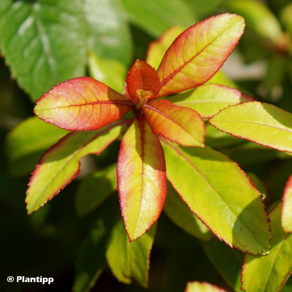 Escallonia hybride Glowing Embers