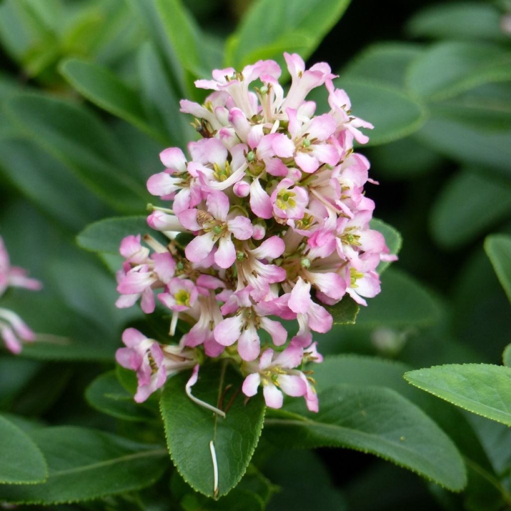 Escallonia laevis Pink Elle