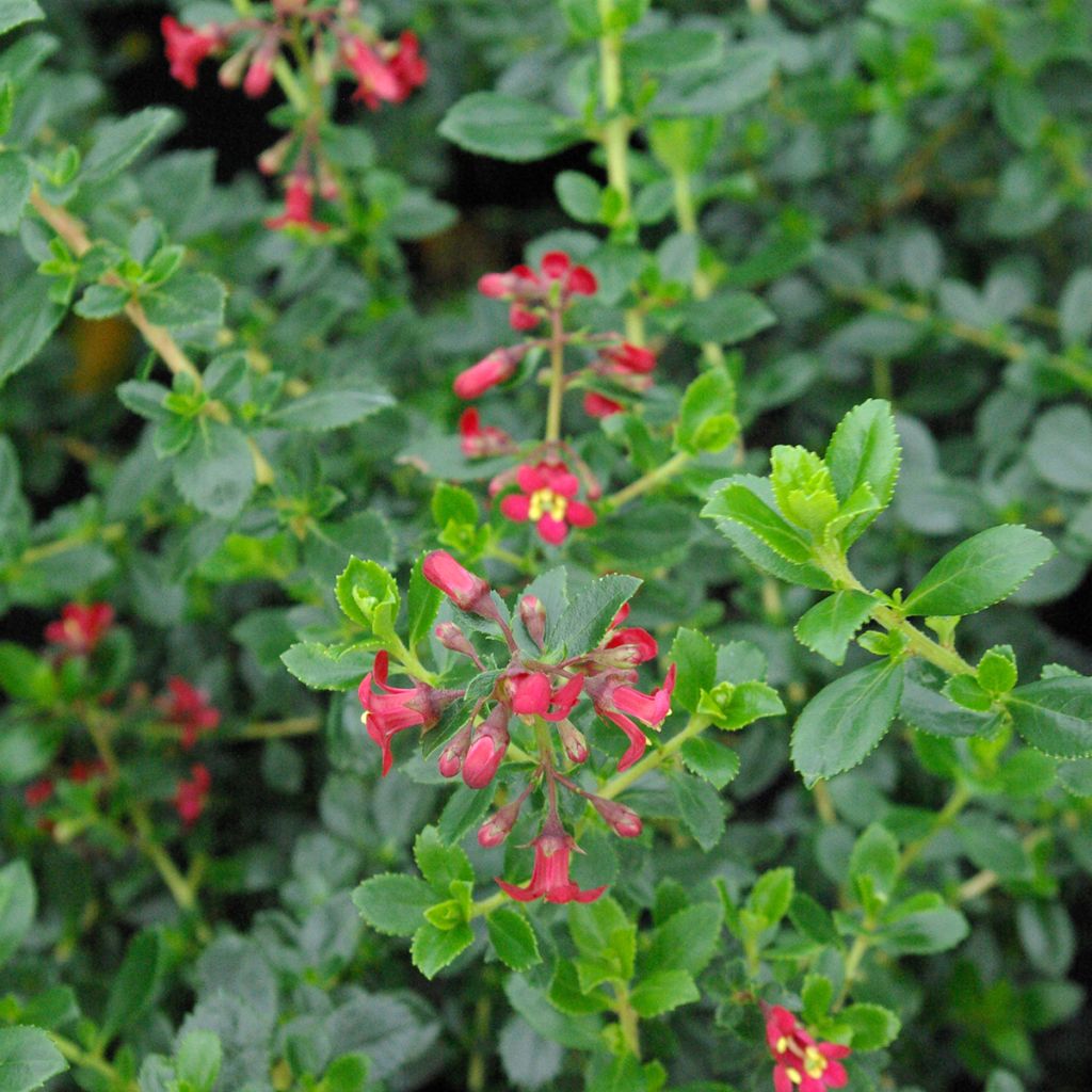 Escallonia Donard Radiance