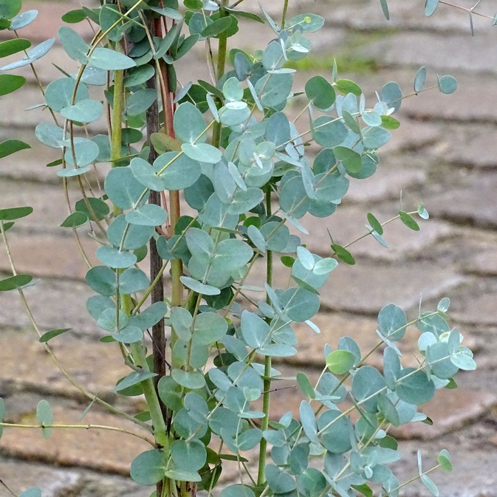 Eucalyptus Baby Blue - Gommier argenté