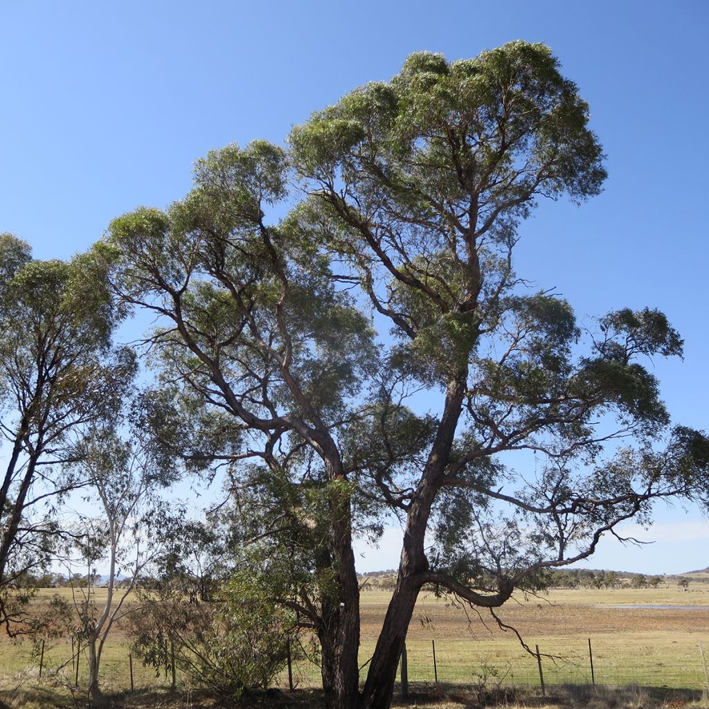 Eucalyptus aggregata