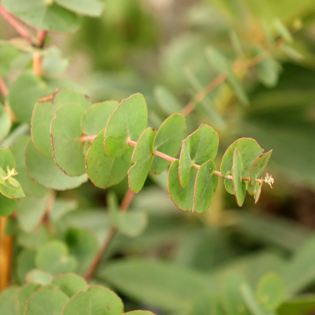 Eucalyptus bridgesiana