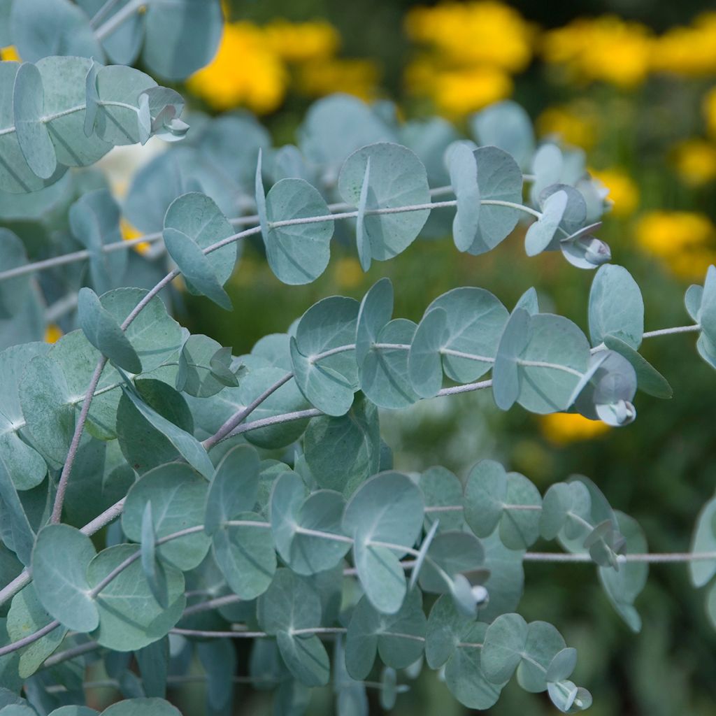 Eucalyptus cinerea - Gommier cendré 