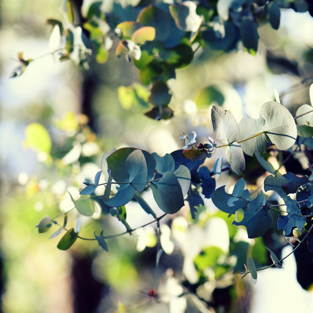 Eucalyptus cinerea Silver Dollar - Gommier cendré