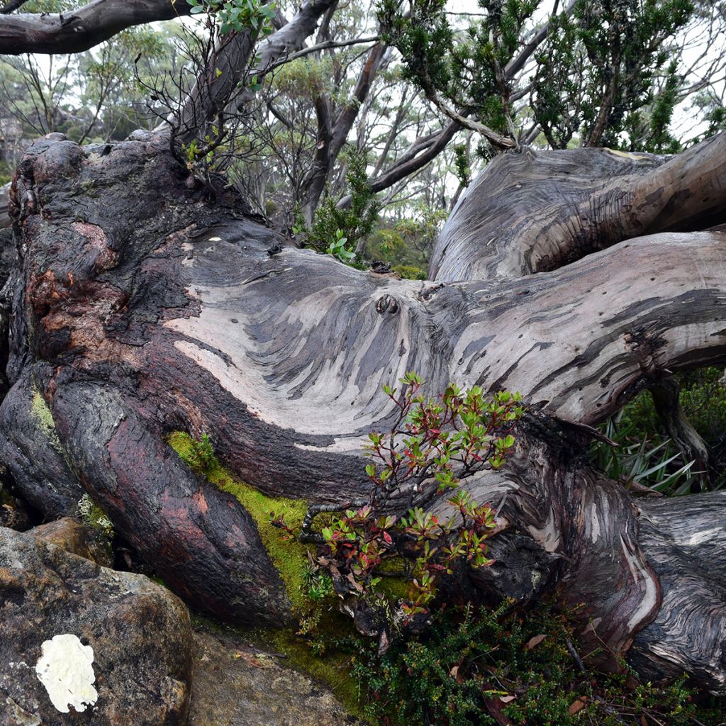 Eucalyptus coccifera