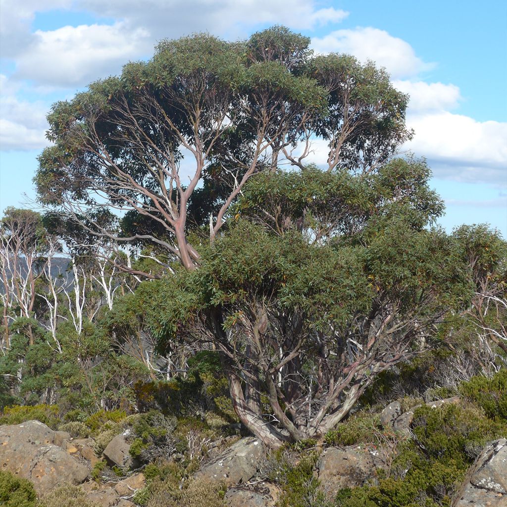 Eucalyptus coccifera