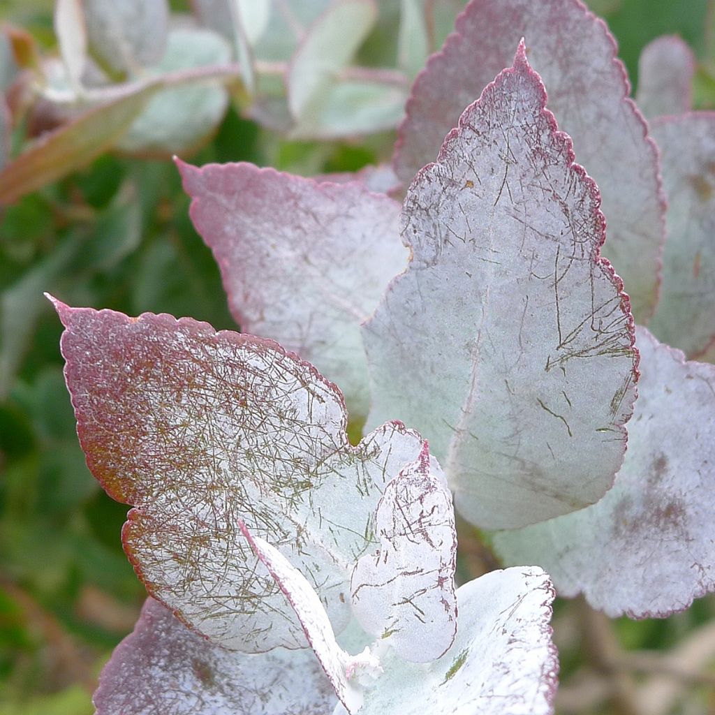 Eucalyptus crenulata