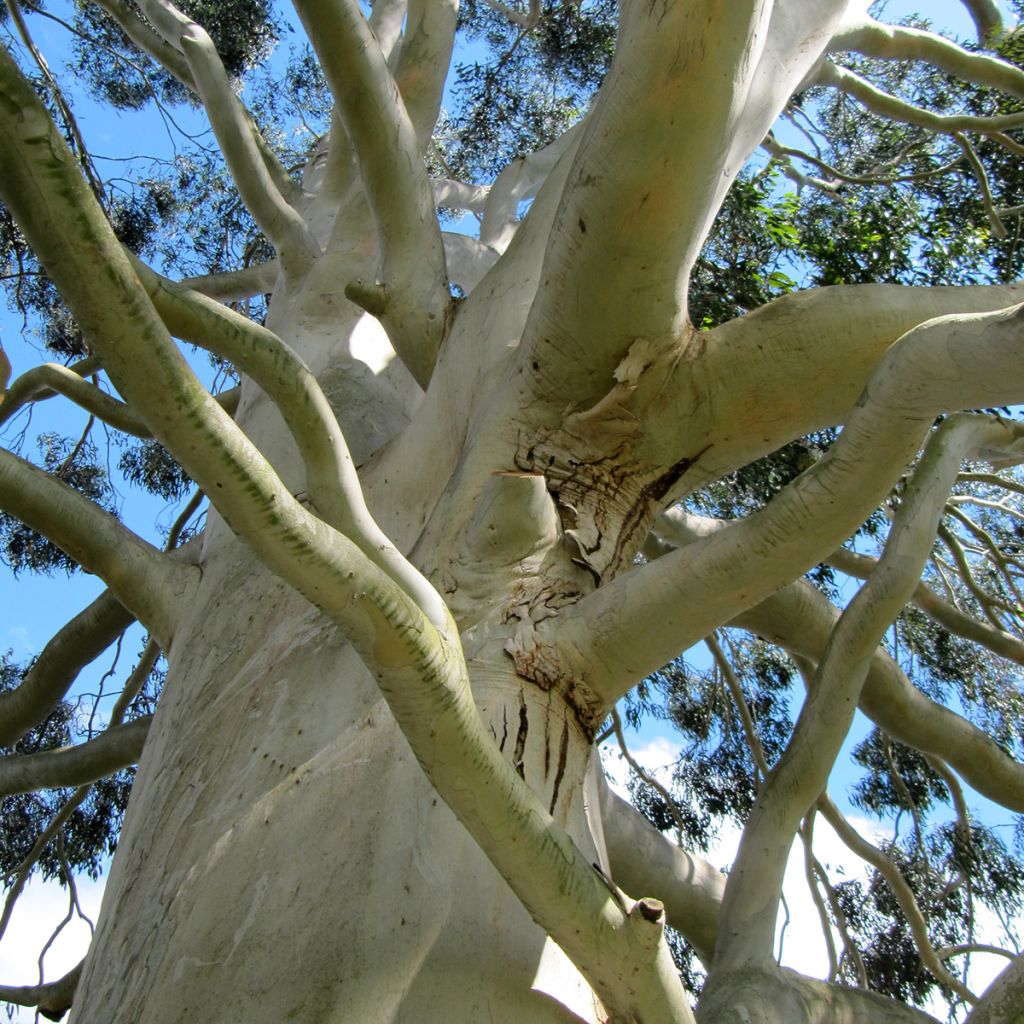 Eucalyptus dalrympleana