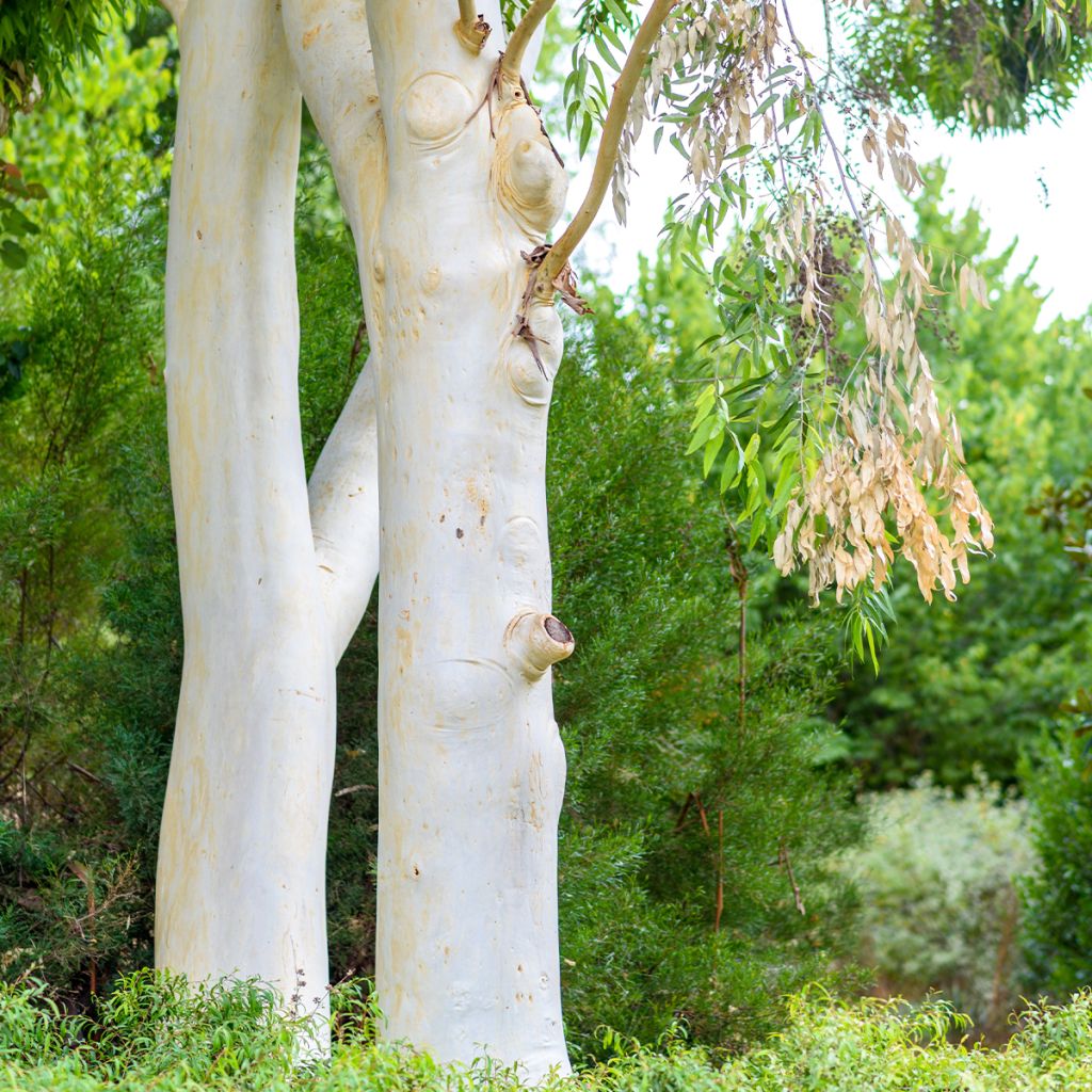 Eucalyptus dalrympleana