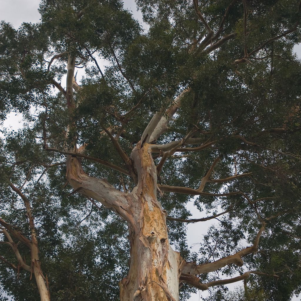Eucalyptus deanei