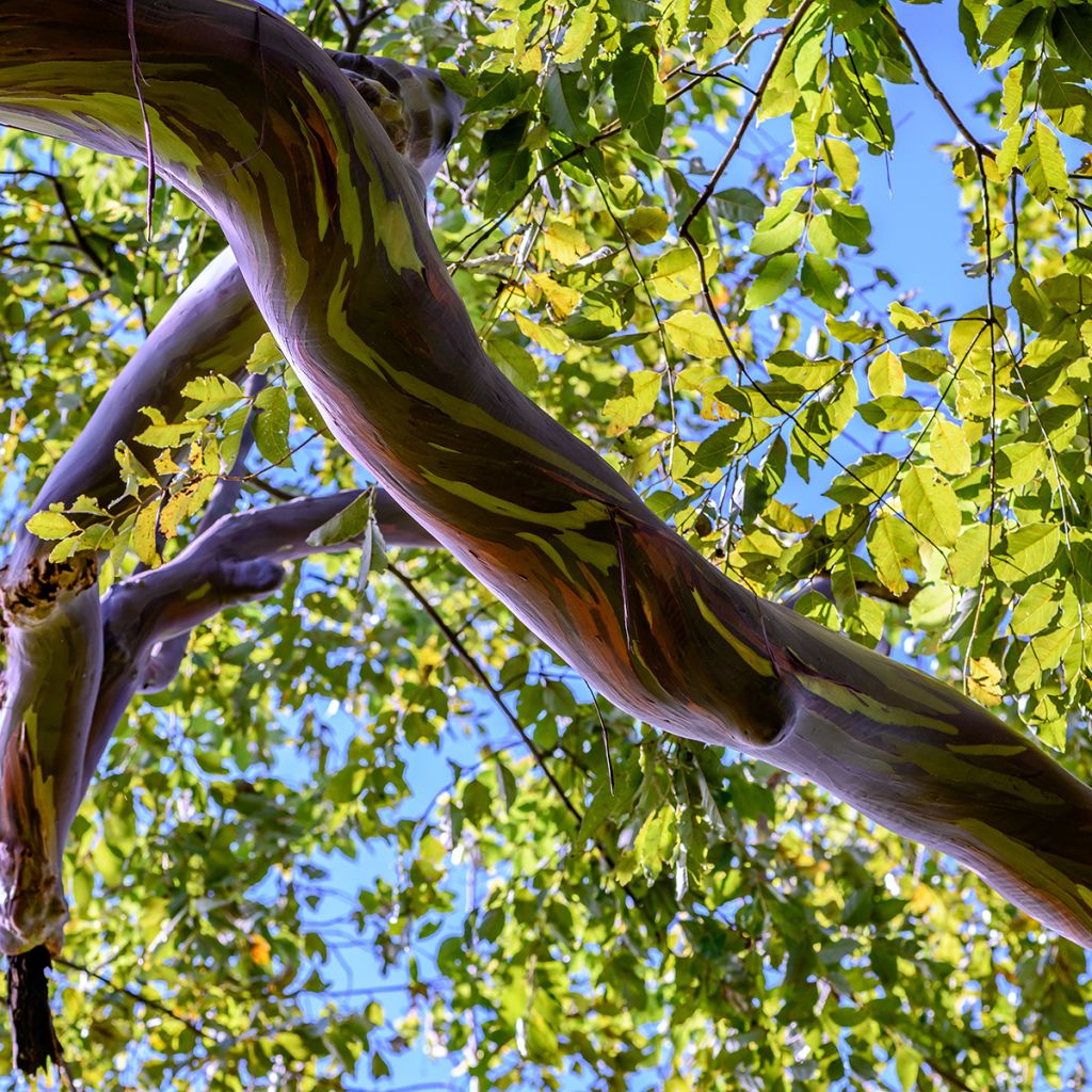 Eucalyptus deglupta