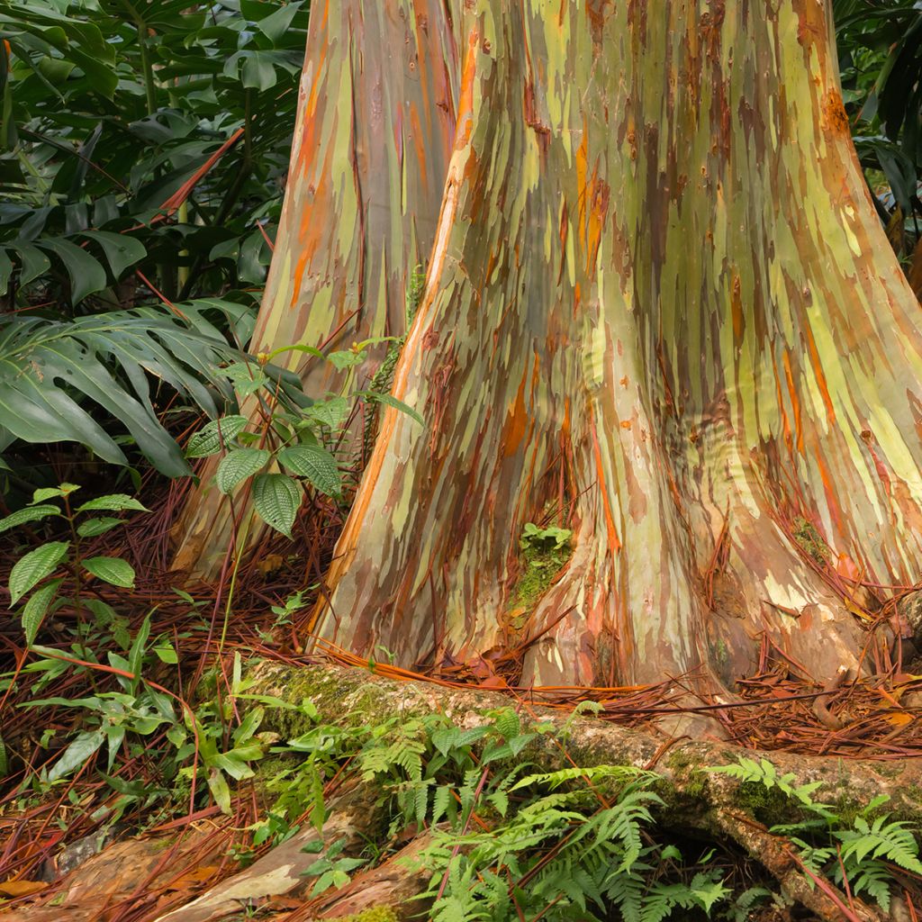 Eucalyptus deglupta