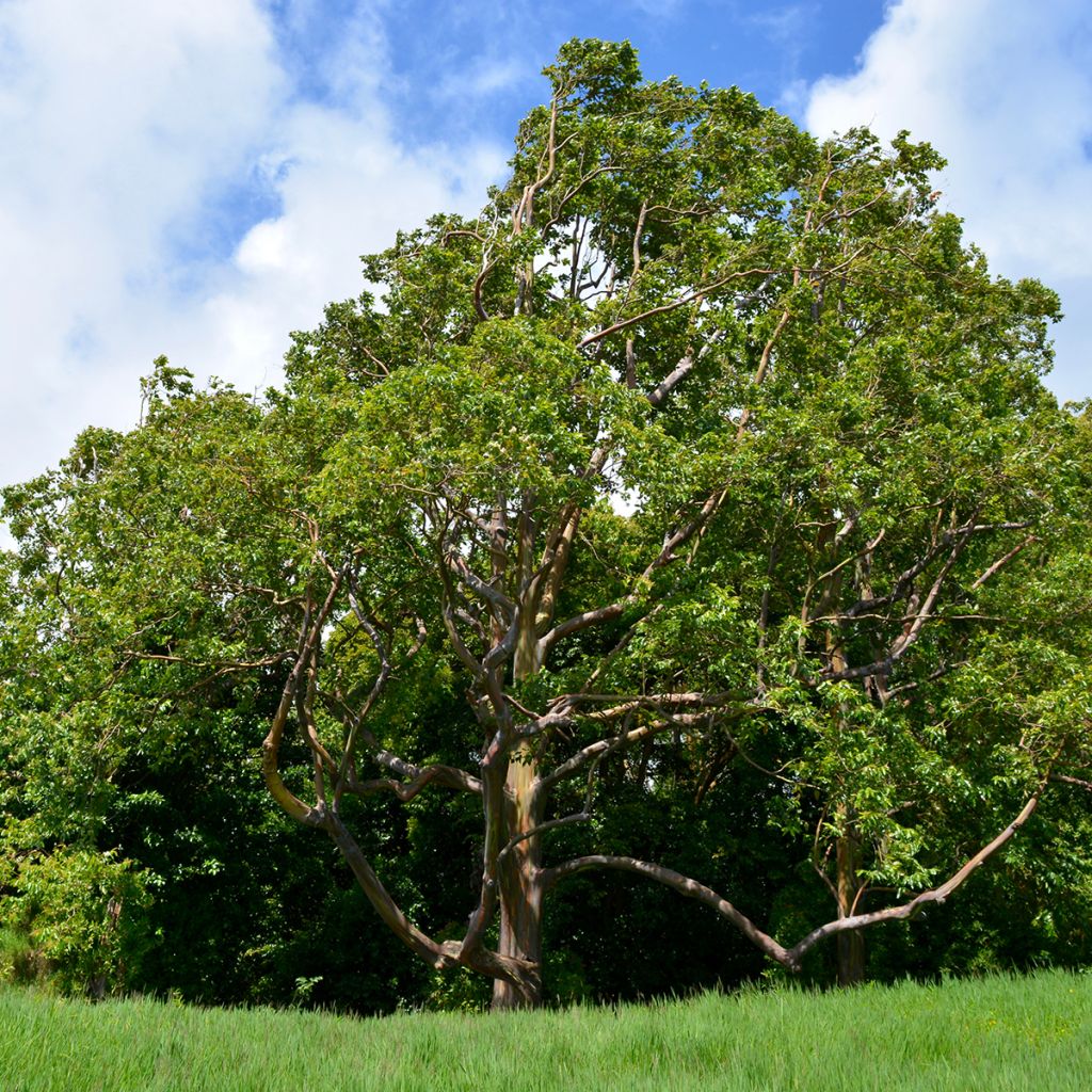 Eucalyptus deglupta