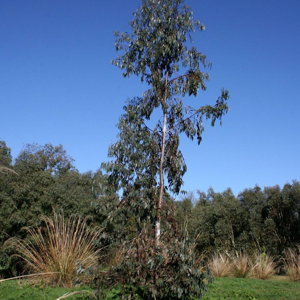 Eucalyptus glaucescens Guthega
