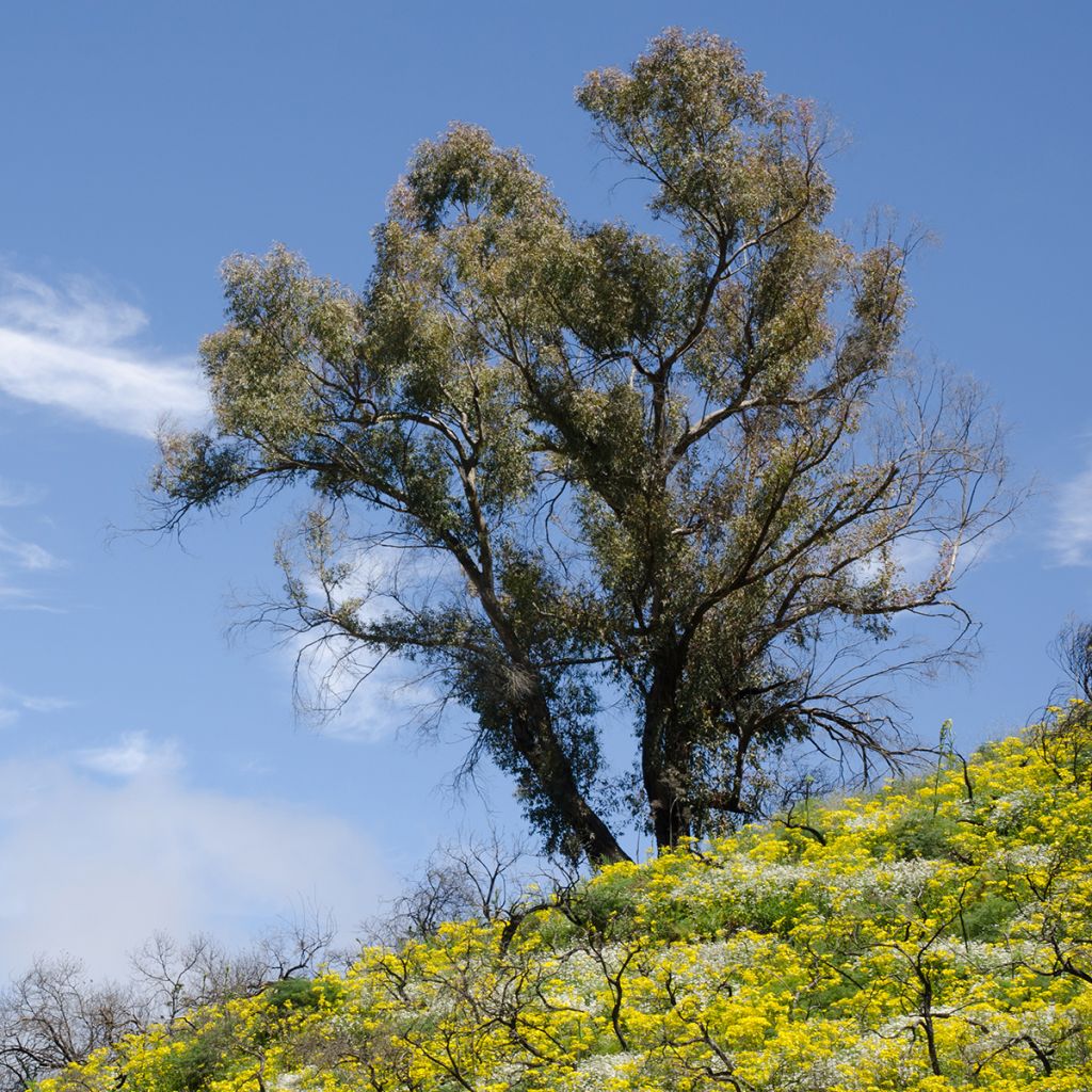 Eucalyptus globulus - Eucalyptus commun ou Gommier bleu 