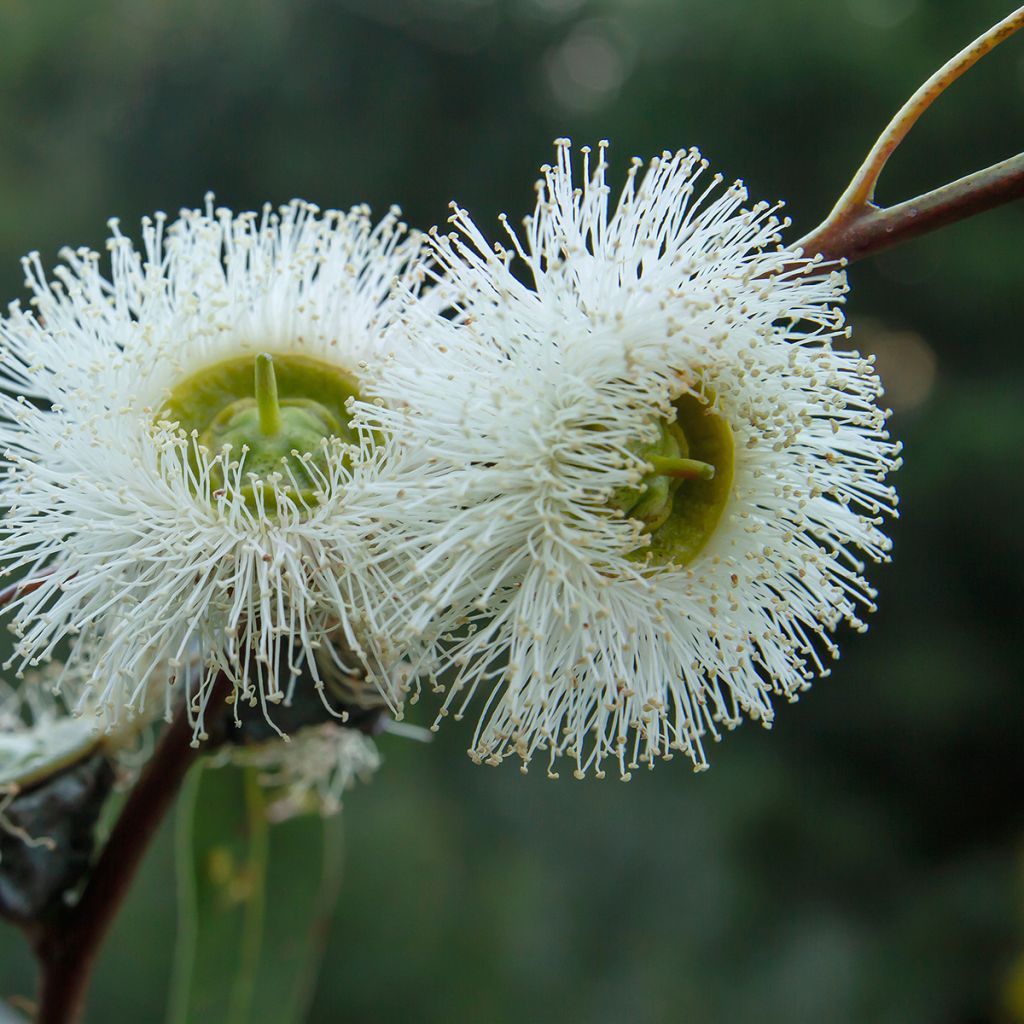 Eucalyptus globulus - Eucalyptus commun ou Gommier bleu 