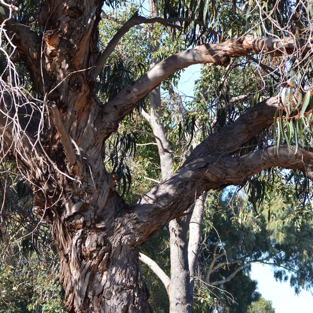 Eucalyptus globulus subsp bicostata