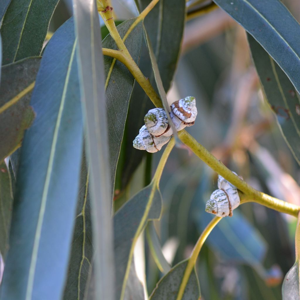 Eucalyptus globulus subsp bicostata