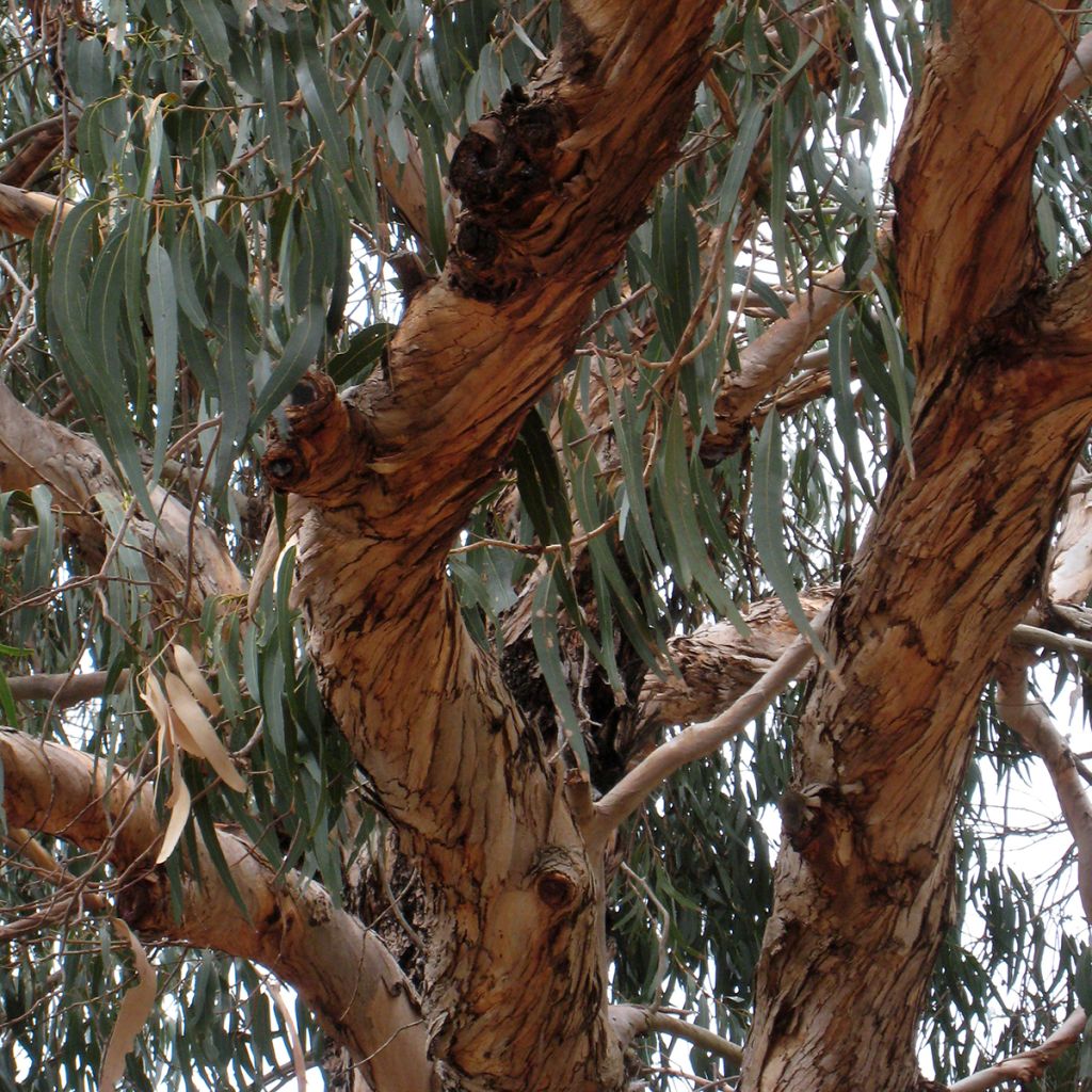 Eucalyptus globulus subsp bicostata
