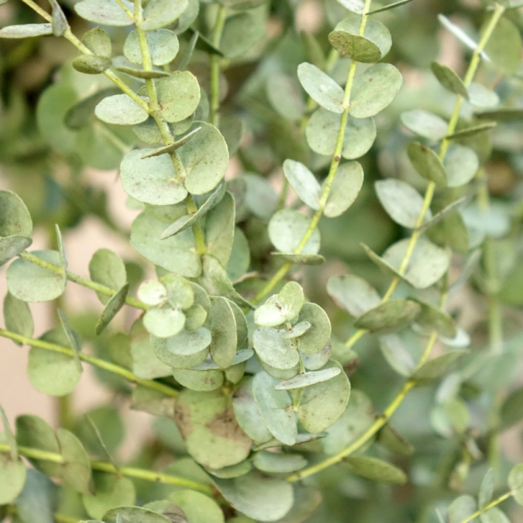 Eucalyptus gunnii Azura