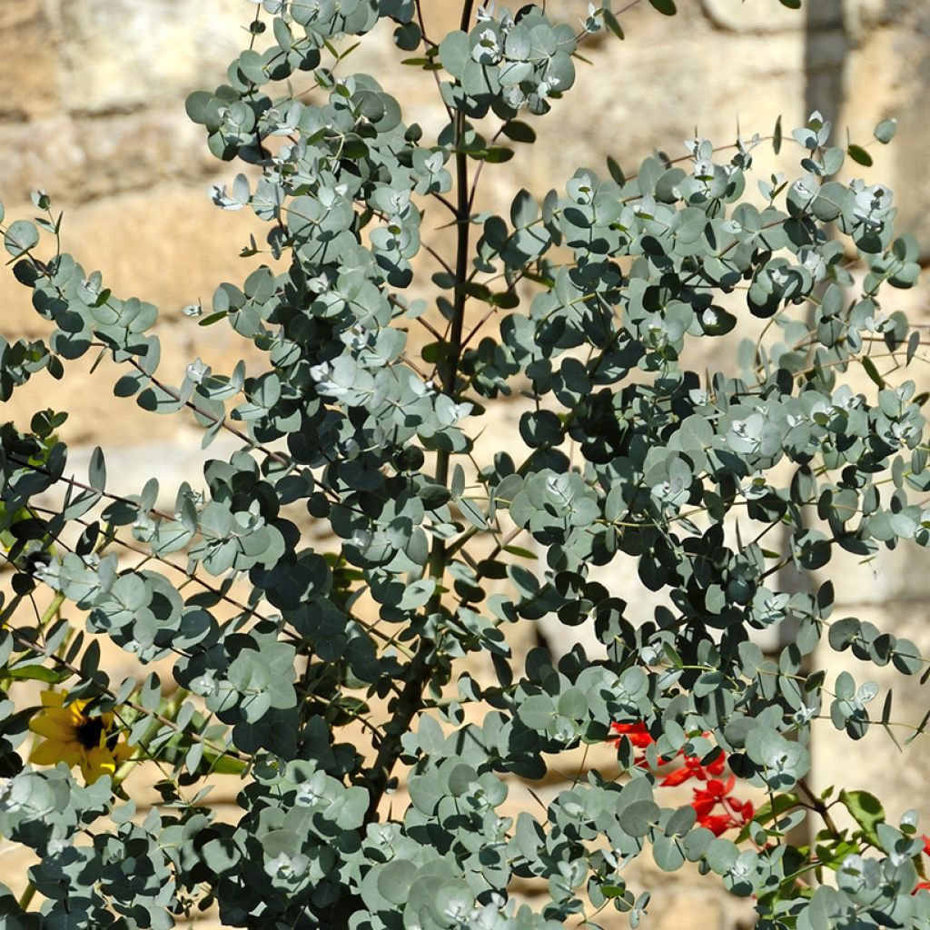 Cider gum - Eucalyptus gunnii