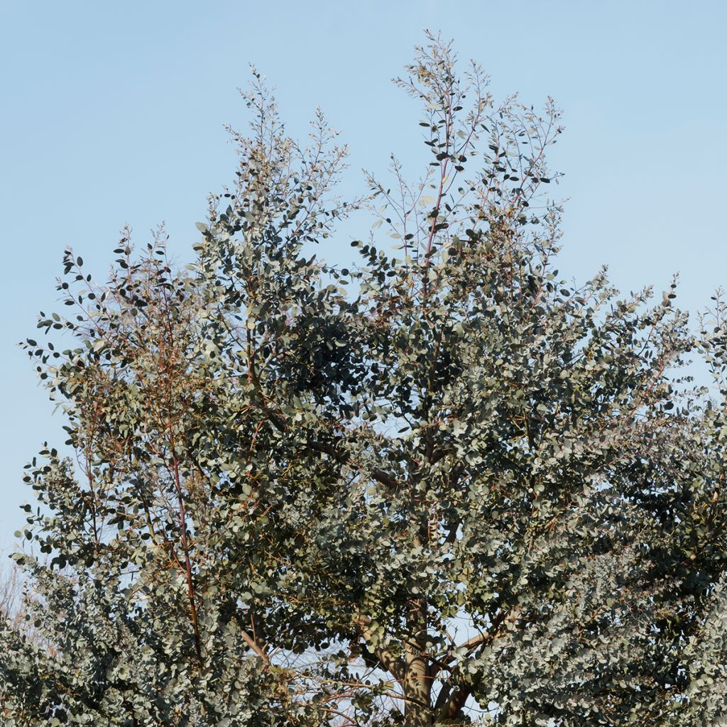 Eucalyptus gunnii subsp. divaricata