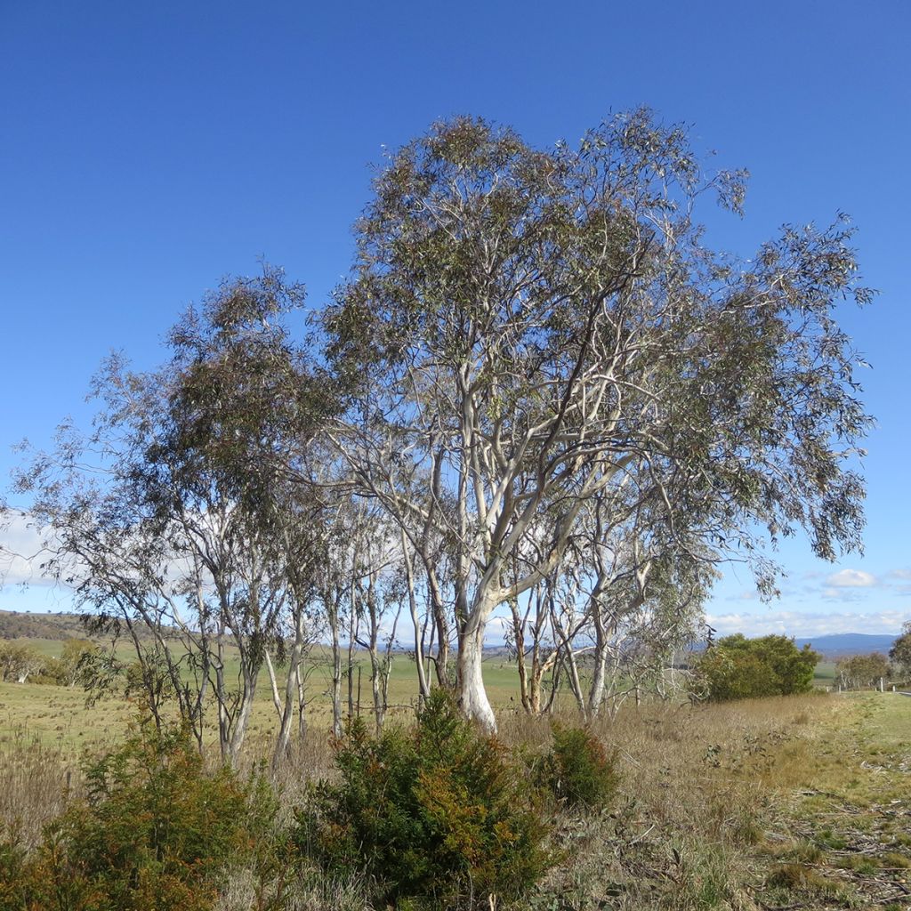 Eucalyptus lacrimans