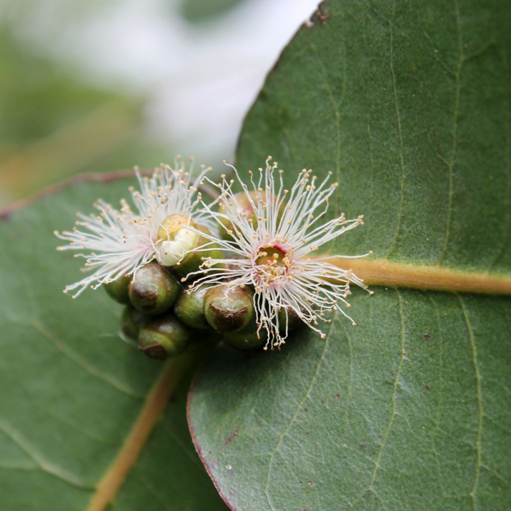 Eucalyptus neglecta - Gommier d’Oméo