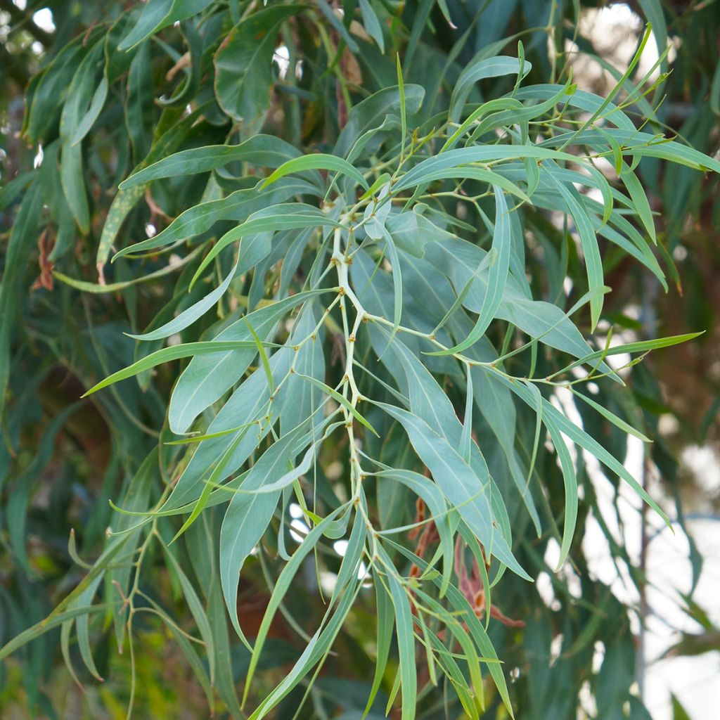 Eucalyptus nicholii