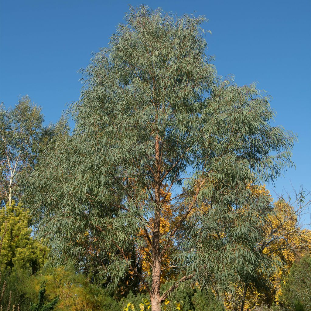 Eucalyptus nicholii