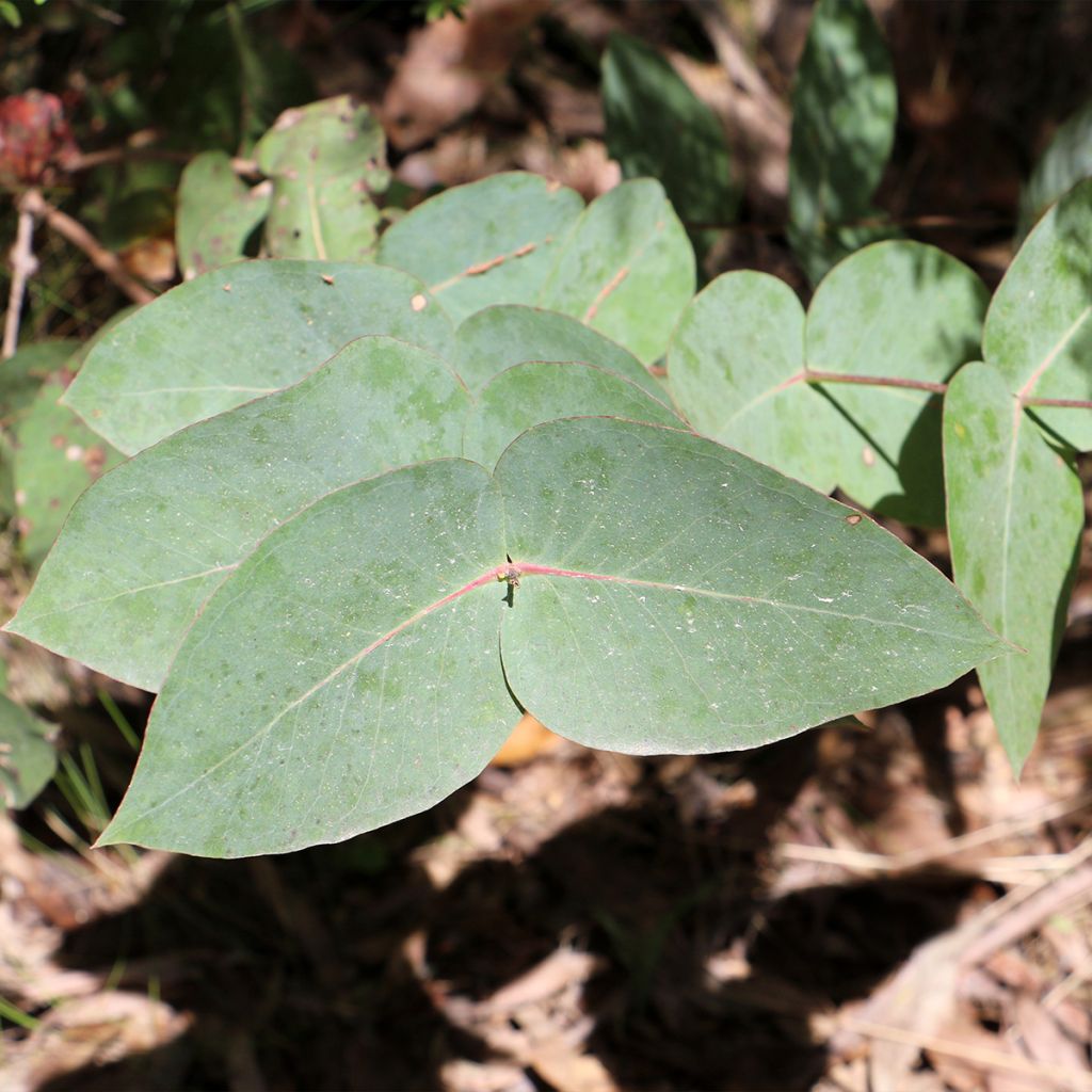 Eucalyptus nitens