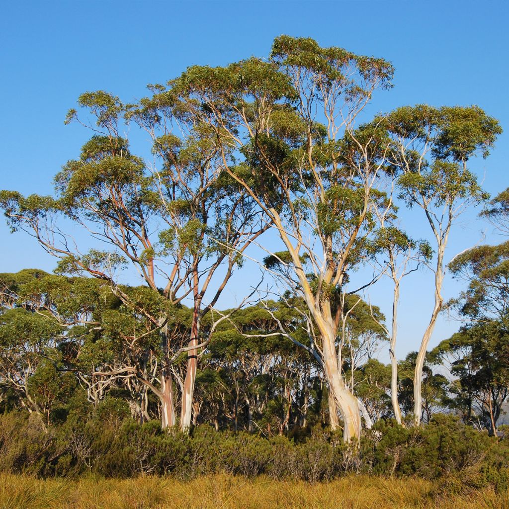 Eucalyptus nitida