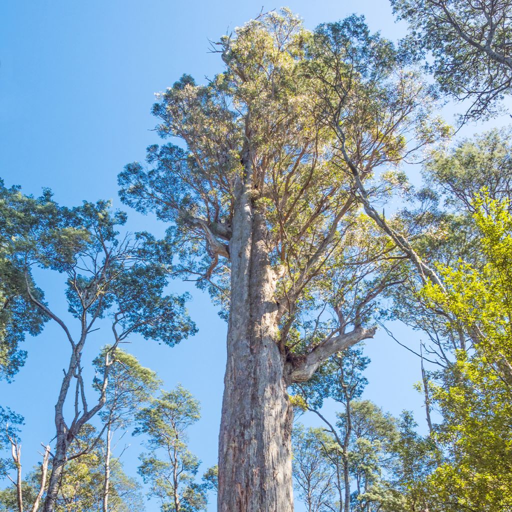 Eucalyptus obliqua