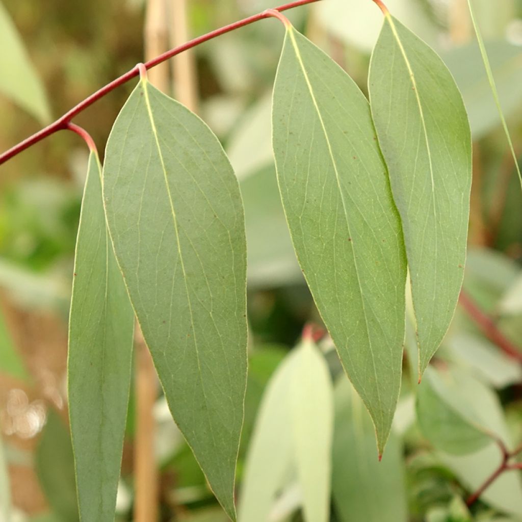 Eucalyptus pauciflora subsp. niphophila Mt Bogong