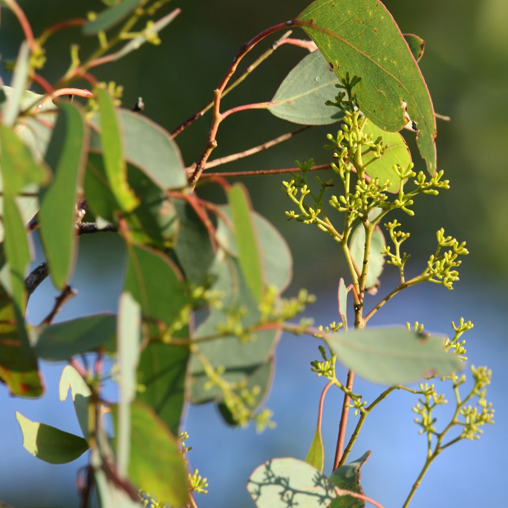 Eucalyptus polyanthemos