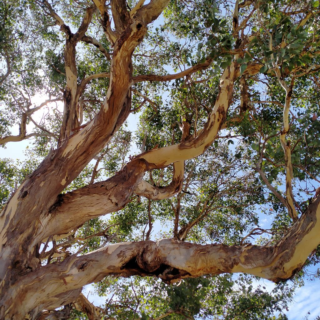 Eucalyptus polyanthemos