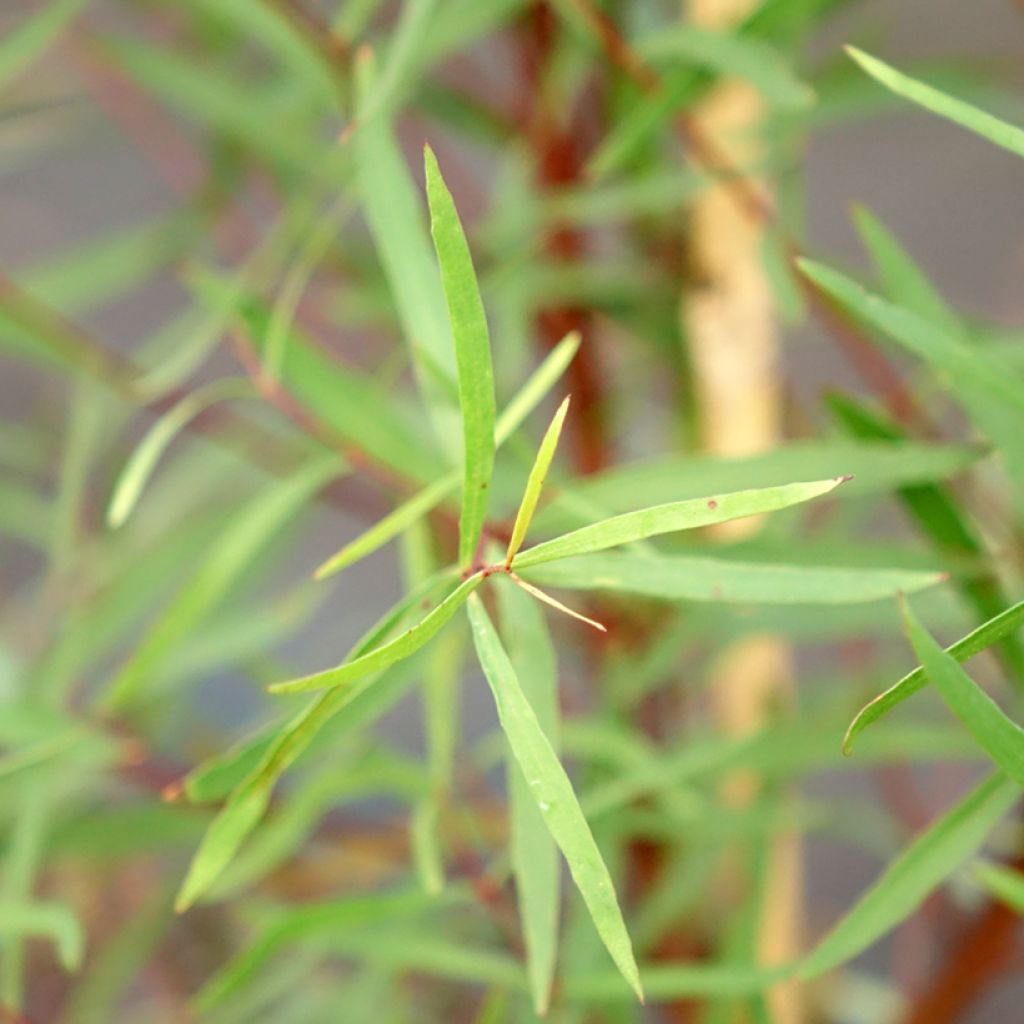 Eucalyptus pulchella