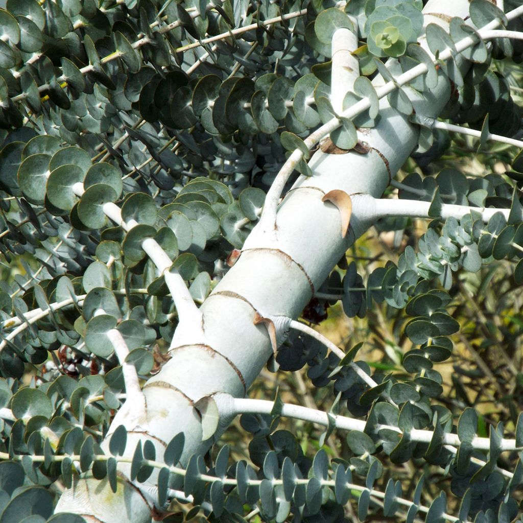 Eucalyptus pulverulenta