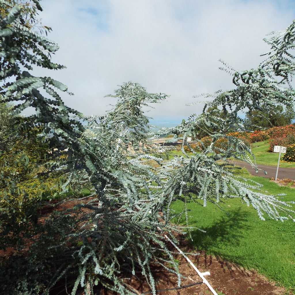 Eucalyptus pulverulenta