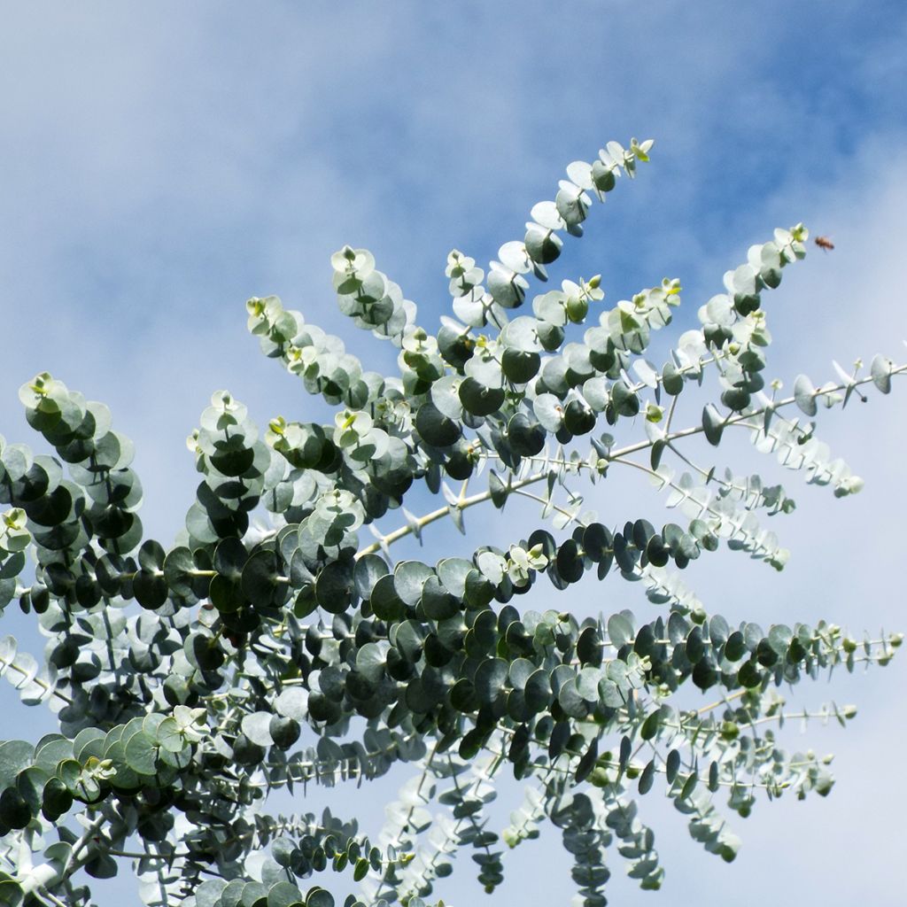 Eucalyptus pulverulenta