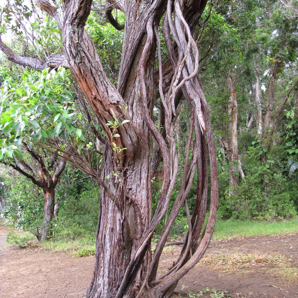 Eucalyptus robusta